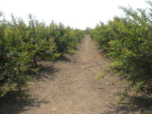 initial days of season - Pomegranate Farm