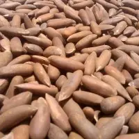 A grade pine nut for sale