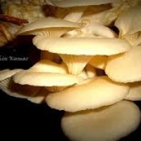 chippy mushroom