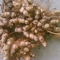 ginger seeds to sell