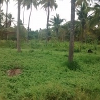 Agricultural land for Rent or Lease