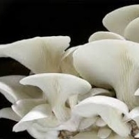 white oyster mushroom