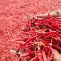 dry red chilli from guntur for sale
