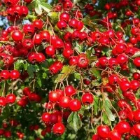 Hawthorn berries tea