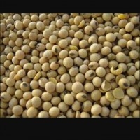 Soybean for sell