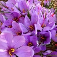 Saffron-Crocus sativus seeds