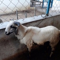 Goat Sale in Chennai Tamil Nadu