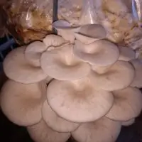 Fresh and Dry Oyster Mushroom