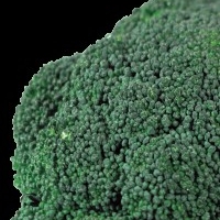 Oraganic Broccoli