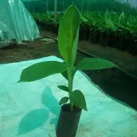 Tissue culture Plants G9 Banana,Gerbera,Carnation