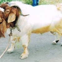 Sisal Goat Farm, Palus, Dist. Sangli, Maharashtra