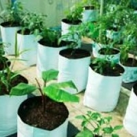 Pioneer Agro Industry, Grow Bags for Urban Gardening