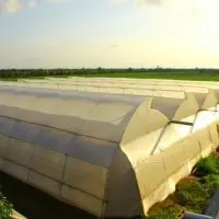 Manufacturer or Supplier Of Greenhouse/Poly House