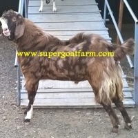 Super Goat Farm - Sirohi, Boer, Osmanabadi Goats, Kolpa, Latur