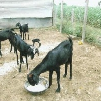 Osmanabadi Goat Farming and Training Center