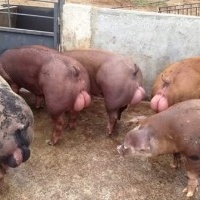 pig farm in coimbatore 