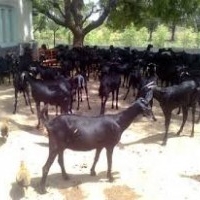 Osmanabadi Goat Breeders 09657003000 at Sai Osmanabadi Goat Farm