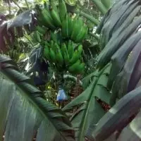 Money Spinning Best quality Plantain Banana Vegetable Variety (Green Banana) Suckers for Sale 