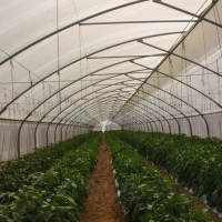 Greenhouse and Nethouse Protective Cultivation 