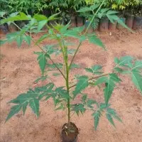 Malabar Neem ( Melia Dubia, Malabar Vepa) Plants wholesale 08129328796