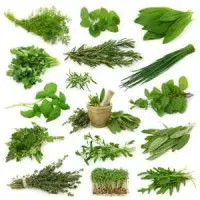 Ayurvedic Herb for Joint Pain and Stress
