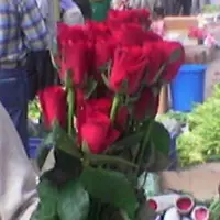Sell fresh cut flowers ,foliagies for Exports