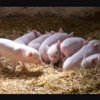 pig Farming
