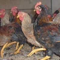 Colour Poultry