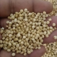 sorghum seed exporters