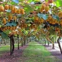 Kiwi fruit plants for sale