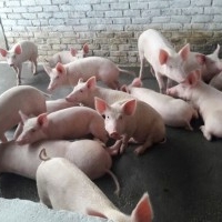 DreamLine Pig Farm Farms