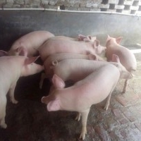 Kanpur Pig Farm
