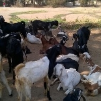 Shirsat Goat Farm