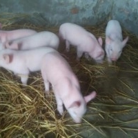  A+ Pig farm