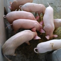 Pig or Piglets for sale