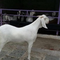 Ibrahim Goat Farm
