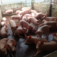 pig farm in uttar pradesh kanpur