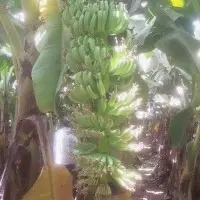G9 Banana Plants