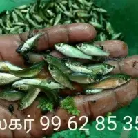 Fish Fingerlings for sale @ TAMILNADU