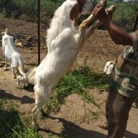Jai Malhar Goat Farm, Dhule