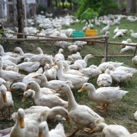 Duck farming