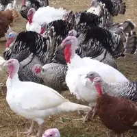 Turkey Farm