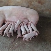 Pig farm , warah palan