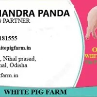 PIG FARM IN ODISHA