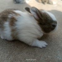 Rabbit Bunny for sale